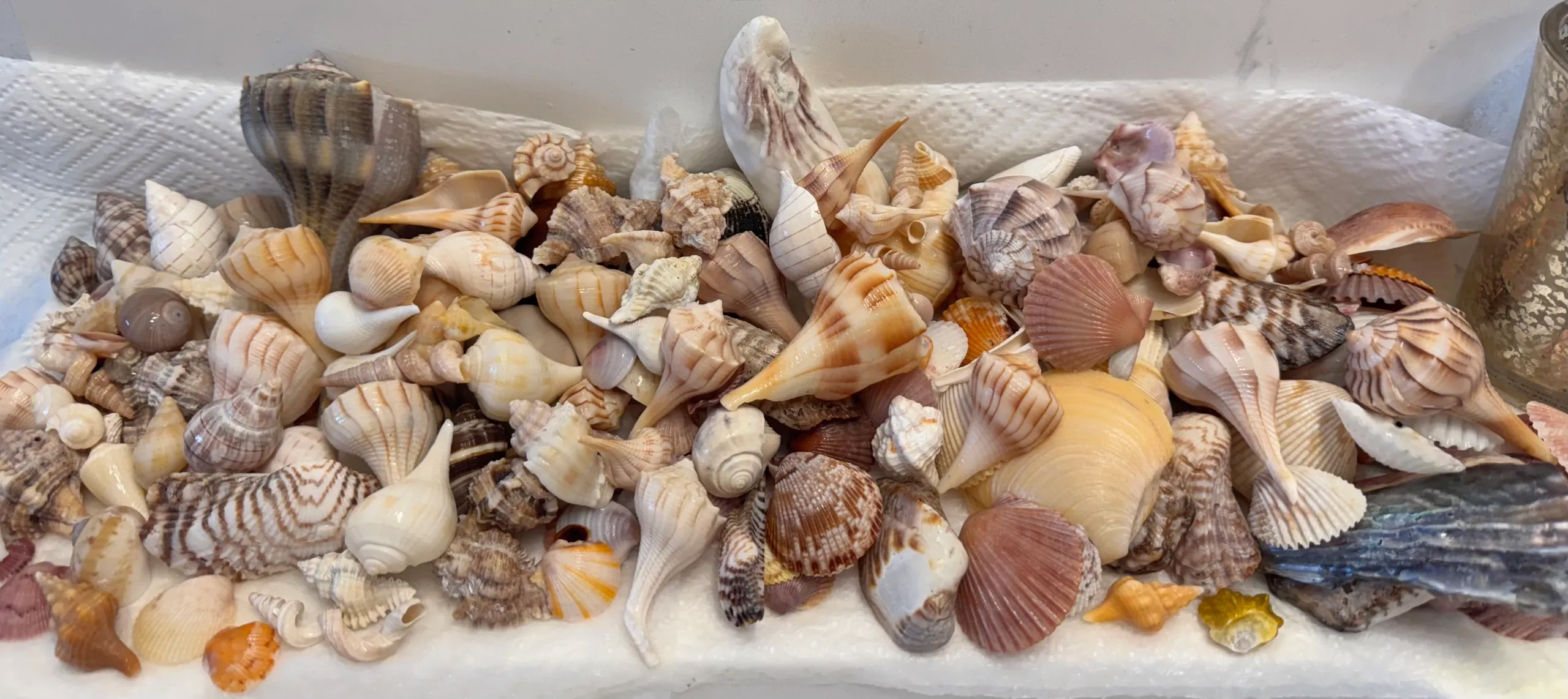 Things To Do https://emeraldbeachproperties.icnd-cdn.com/images/thingstodo/seashells.jpg